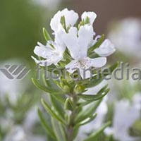 WESTRINGIA
